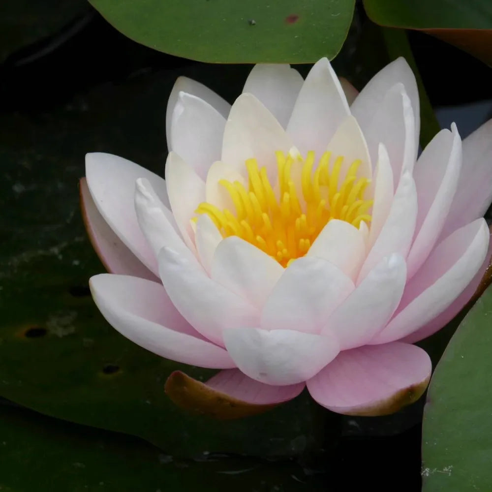 Nymphaea ‘Marliacea Rosea’ | ‘Marliacea Rosea’ water lily – Woven Wood