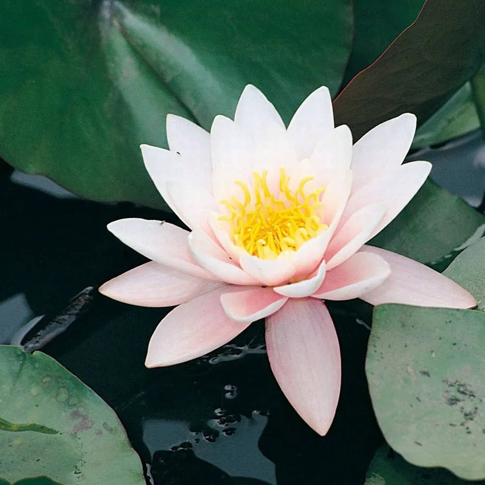 Nymphaea ‘Marliacea Rosea’ | ‘Marliacea Rosea’ water lily