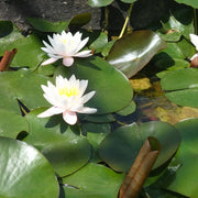 Nymphaea ‘Marliacea Rosea’ | ‘Marliacea Rosea’ water lily