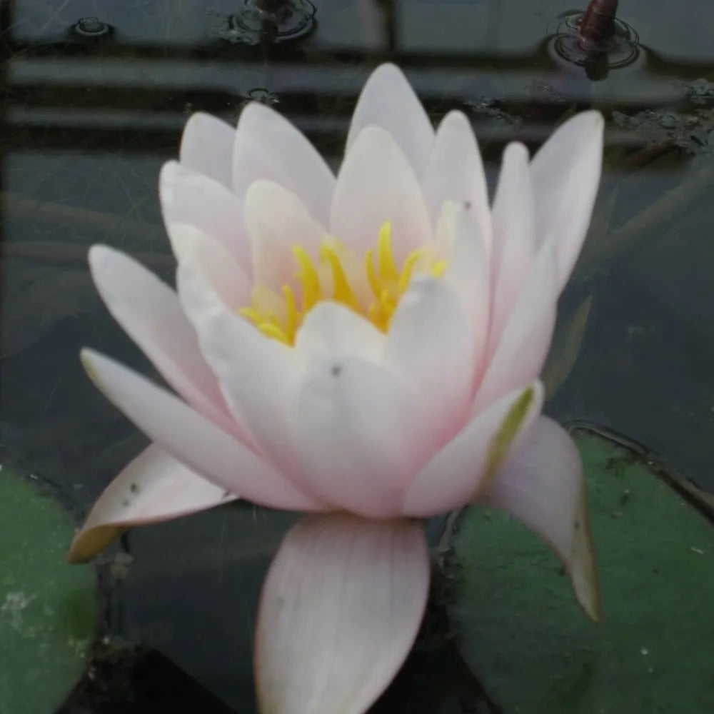 Nymphaea ‘Marliacea Rosea’ | ‘Marliacea Rosea’ water lily