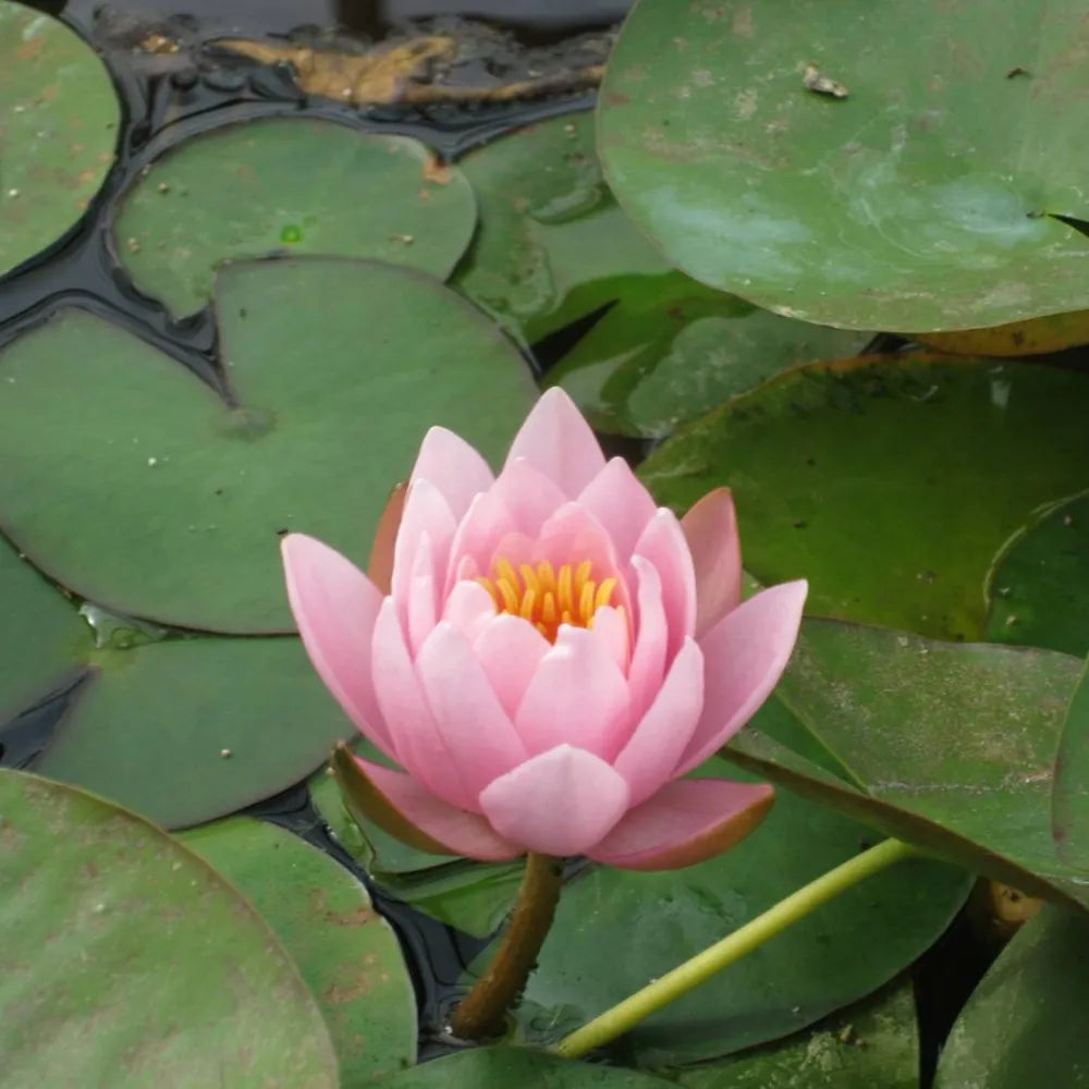 Nymphaea ‘Marliacea Rosea’ | ‘Marliacea Rosea’ water lily