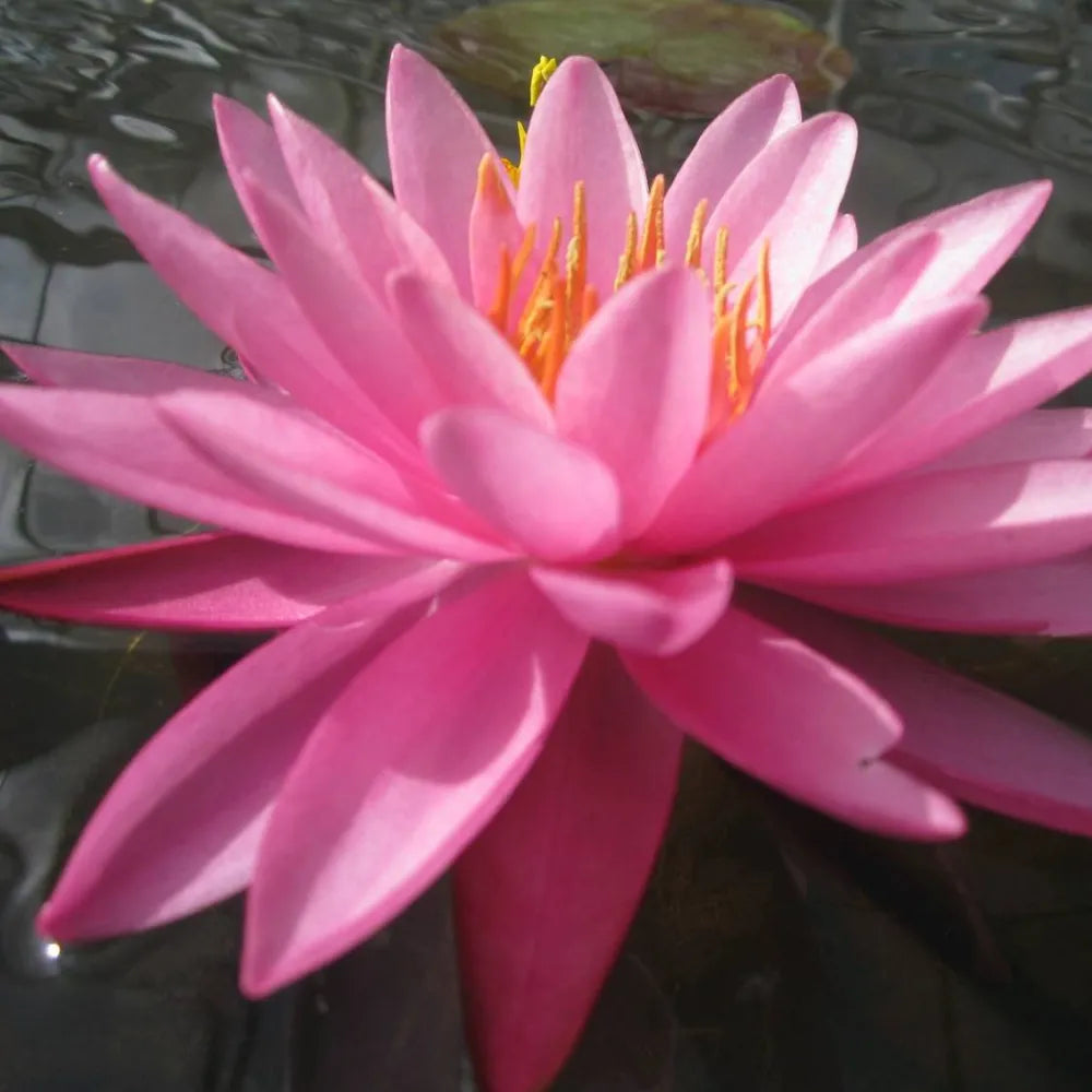 Nymphaea ‘Mayla’ | ‘Mayla’ water lily