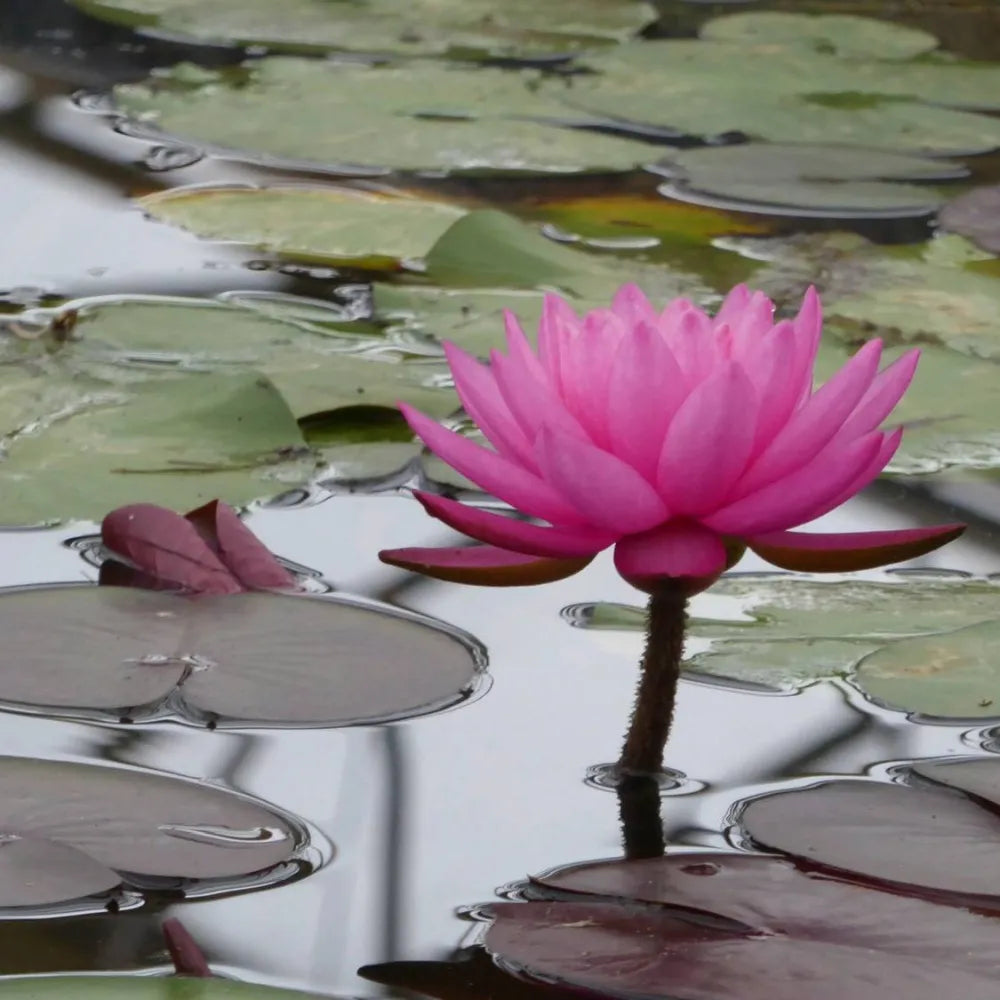 Nymphaea ‘Mayla’ | ‘Mayla’ water lily
