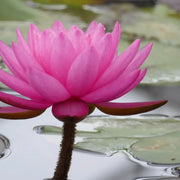 Nymphaea ‘Mayla’ | ‘Mayla’ water lily