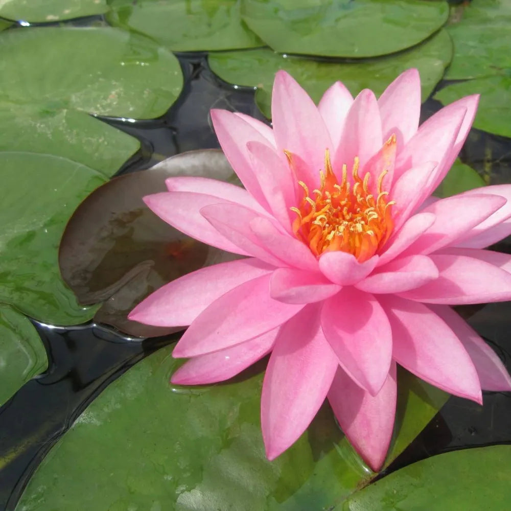 Nymphaea ‘Mayla’ | ‘Mayla’ water lily