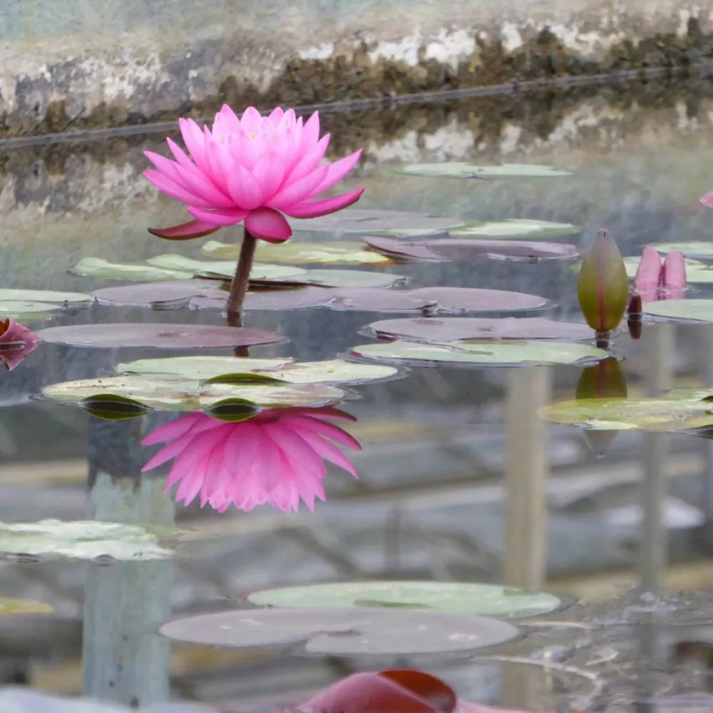 Nymphaea ‘Mayla’ | ‘Mayla’ water lily