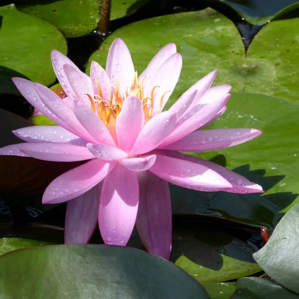 Nymphaea ‘Mayla’ | ‘Mayla’ water lily