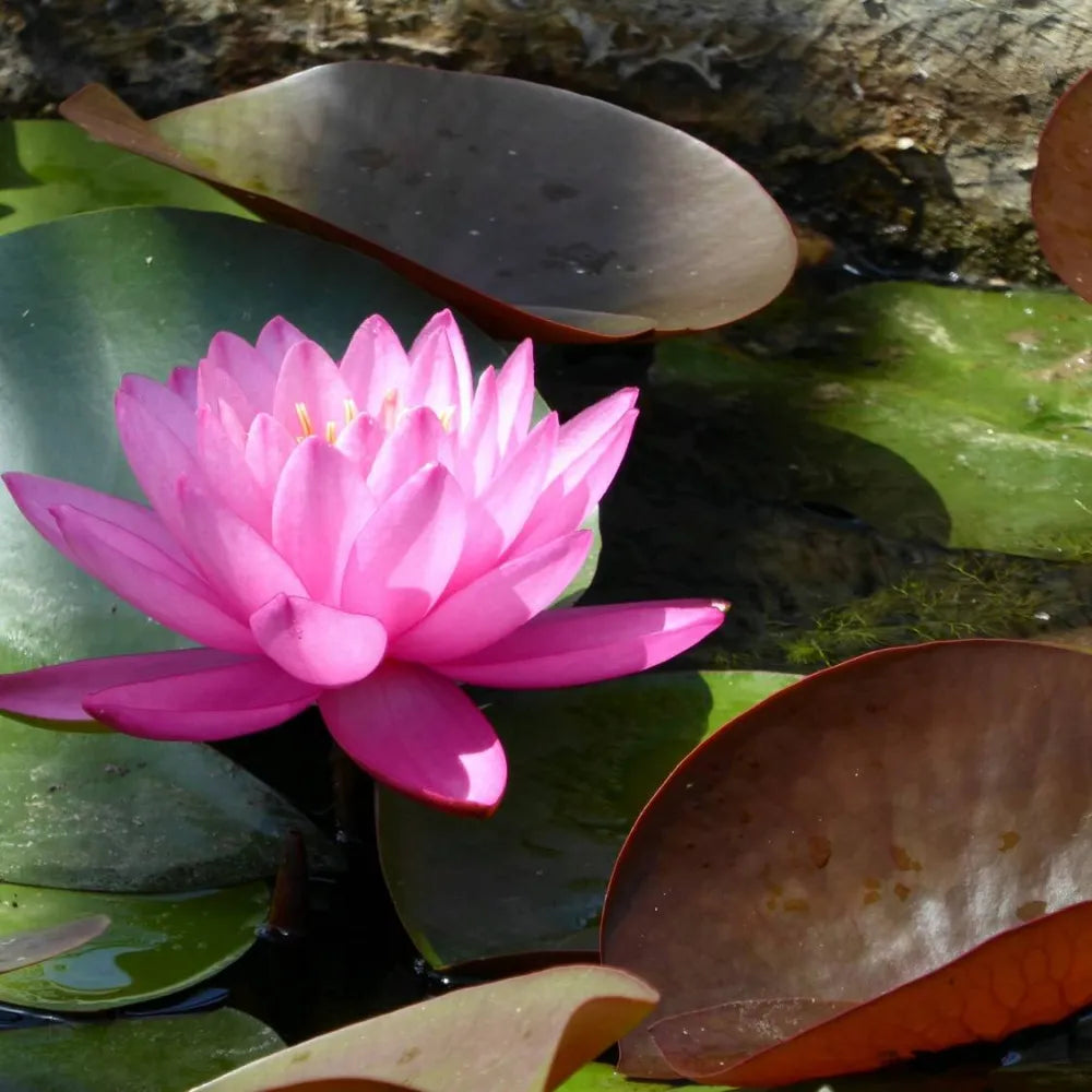Nymphaea ‘Mayla’ | ‘Mayla’ water lily