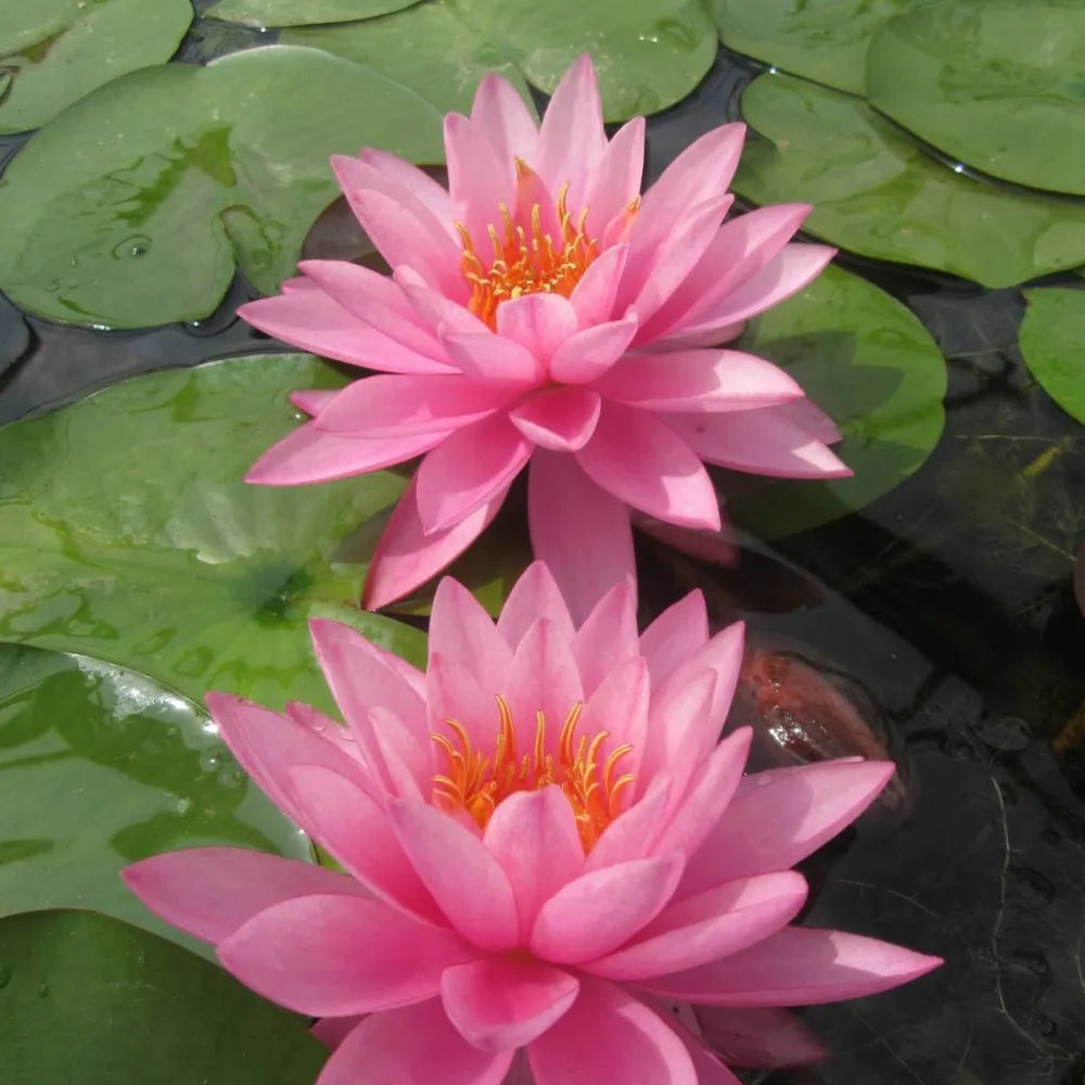 Nymphaea ‘Mayla’ | ‘Mayla’ water lily