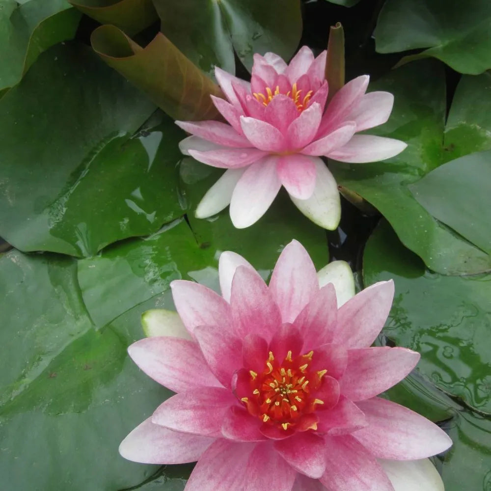 Nymphaea ‘Mrs Richmond’ | ‘Mrs Richmond’ water lily – Woven Wood