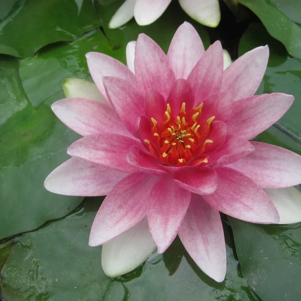 Nymphaea ‘Mrs Richmond’ | ‘Mrs Richmond’ water lily – Woven Wood
