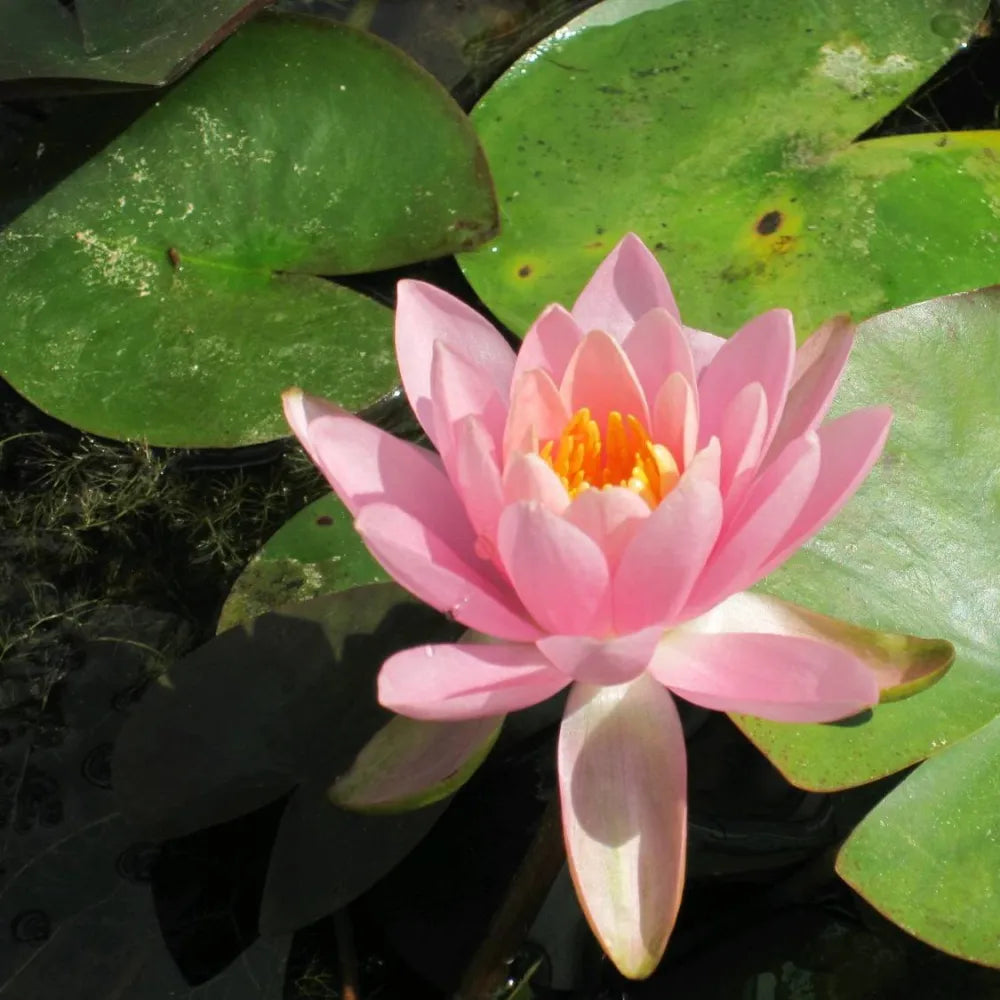 Nymphaea ‘Firecrest’ (= Odorata) | ‘Firecrest’ fragrant water lily