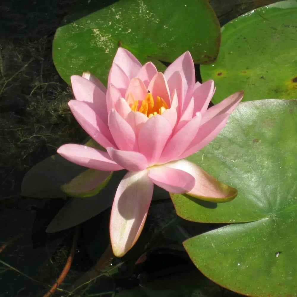 Nymphaea ‘Firecrest’ (= Odorata) | ‘Firecrest’ fragrant water lily