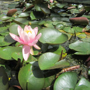 Nymphaea ‘Firecrest’ (= Odorata) | ‘Firecrest’ fragrant water lily