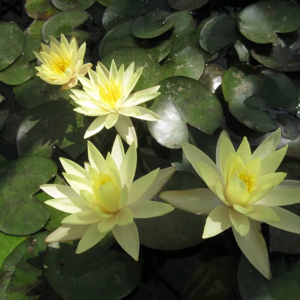 Nymphaea ‘Odorata Sulphurea’ | Yellow fragrant water lily – Woven Wood