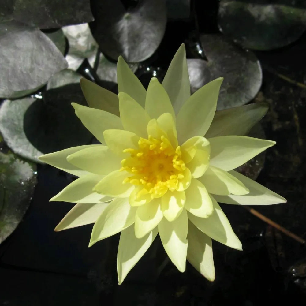 Nymphaea ‘Odorata Sulphurea’ | Yellow fragrant water lily – Woven Wood