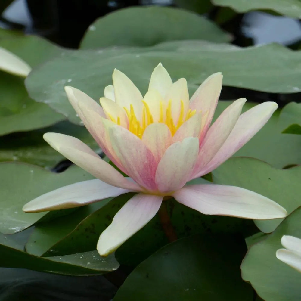 Nymphaea ‘Paul Hariot’ | ‘Paul Hariot’ water lily