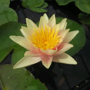 Nymphaea ‘Paul Hariot’ | ‘Paul Hariot’ water lily