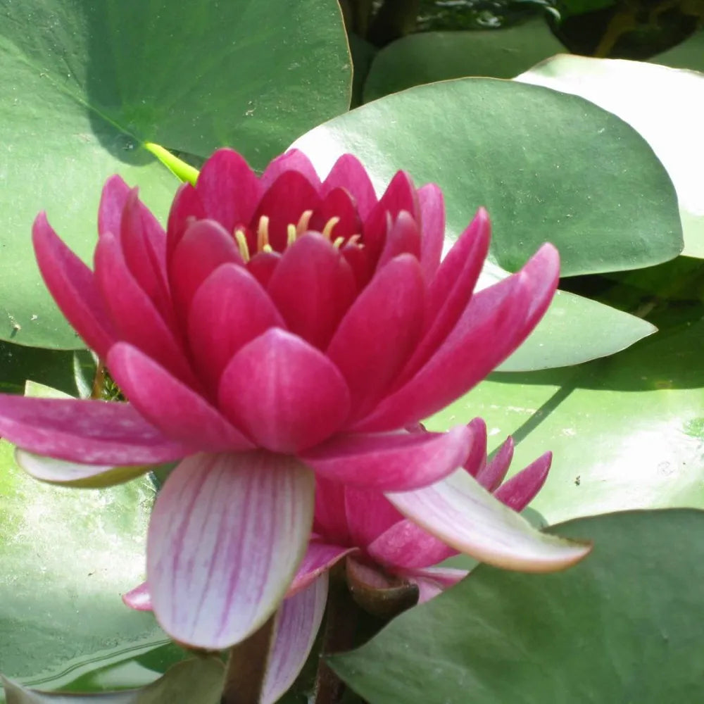 Nymphaea ‘Perry’s Baby Red’ | ‘Perry’s Baby Red’ water lily – Woven Wood