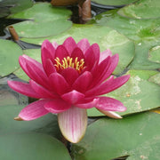 Nymphaea ‘Perry’s Baby Red’ | ‘Perry’s Baby Red’ water lily