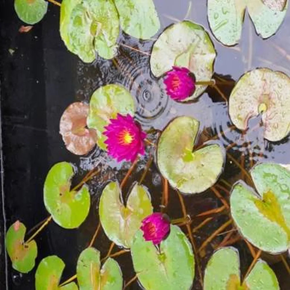 Nymphaea ‘Purple Fantasy’ | ‘Purple Fantasy’ water lily