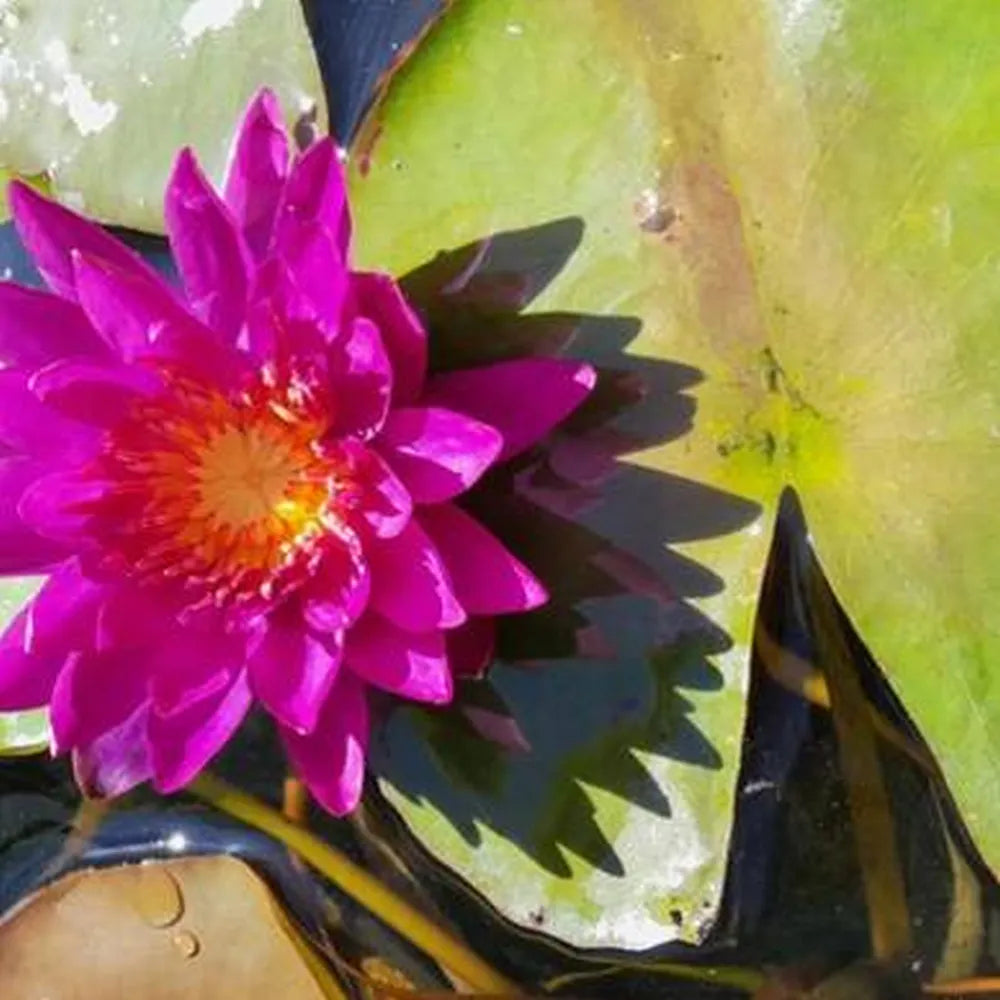 Nymphaea ‘Purple Fantasy’ | ‘Purple Fantasy’ water lily