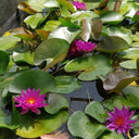 Nymphaea ‘Purple Fantasy’ | ‘Purple Fantasy’ water lily