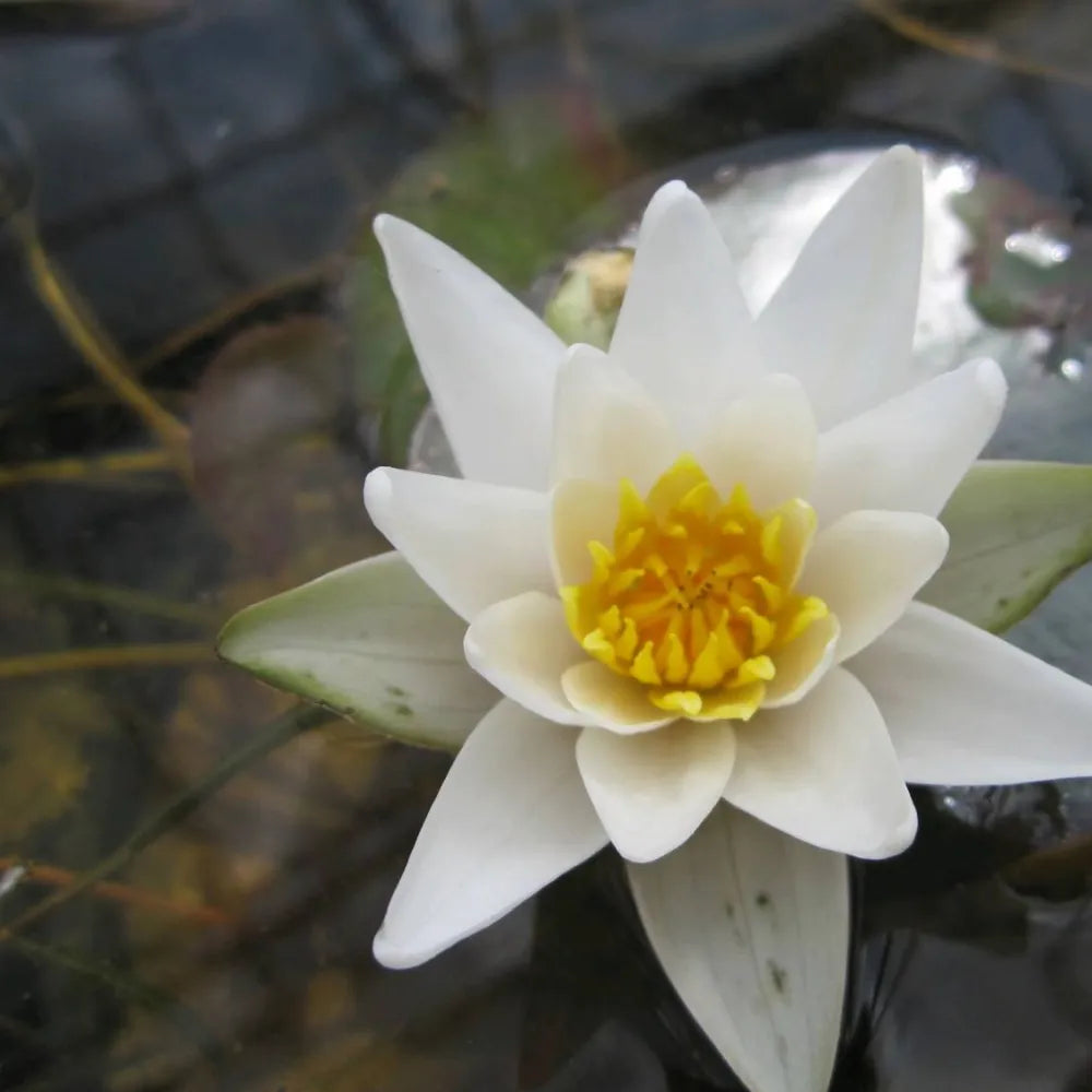 Nymphaea pygmaea ‘Alba’ | Dwarf white water lily