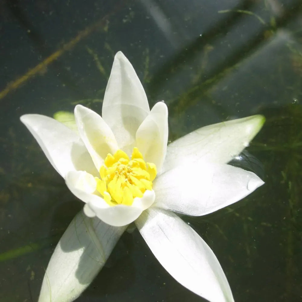 Nymphaea pygmaea ‘Alba’ | Dwarf white water lily – Woven Wood