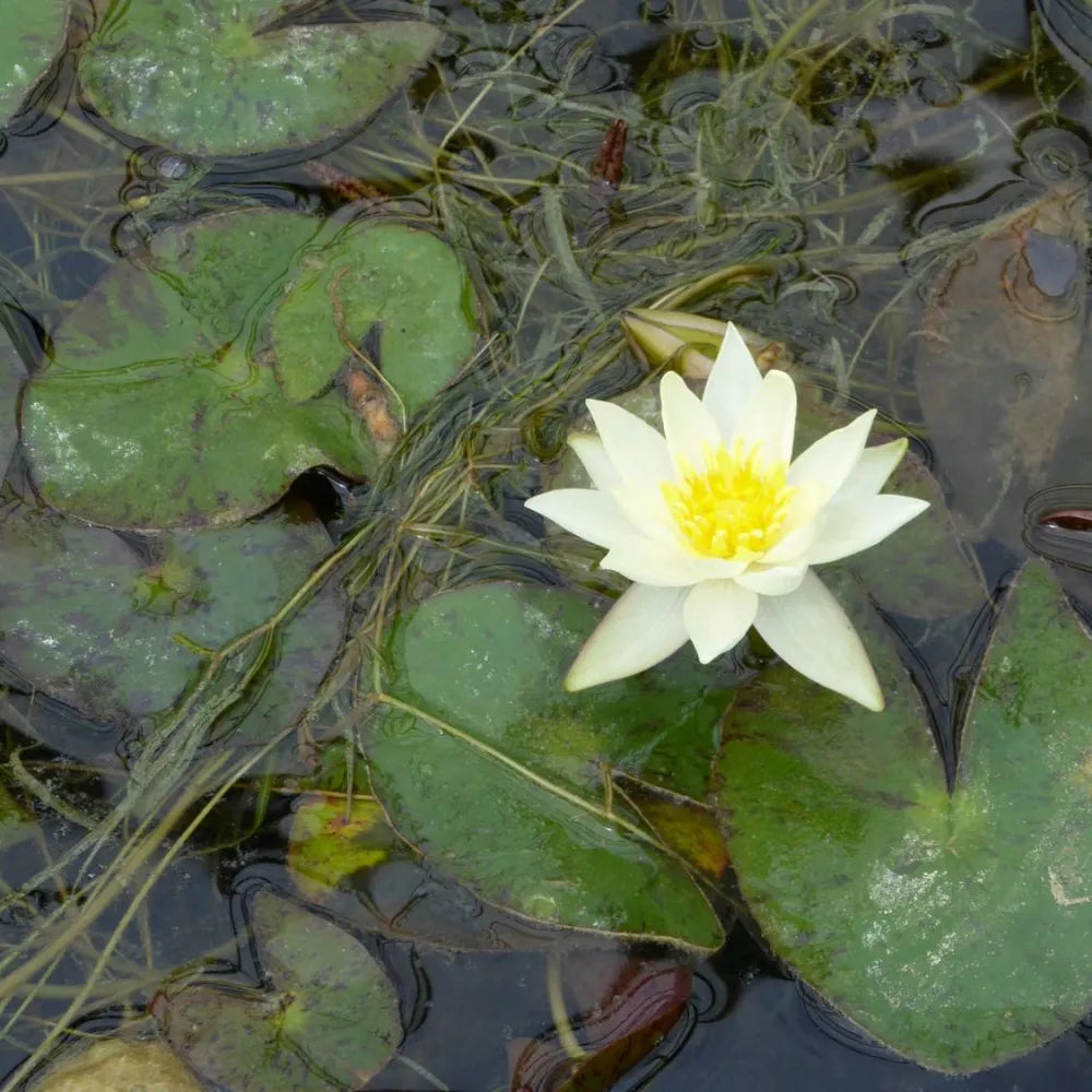 Nymphaea pygmaea ‘Helvola’ | Dwarf yellow water lily – Woven Wood