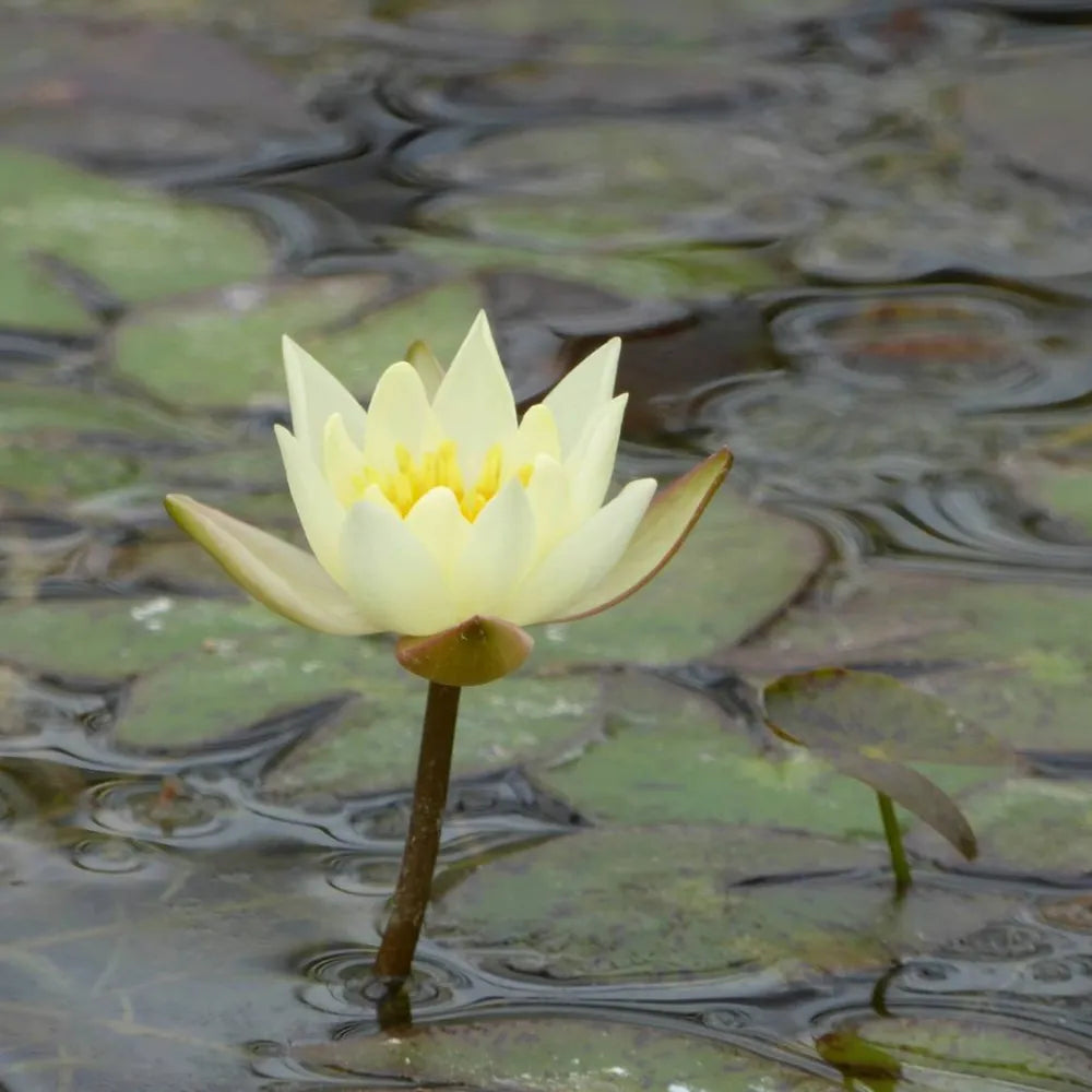 Nymphaea pygmaea ‘Helvola’ | Dwarf yellow water lily