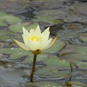 Nymphaea pygmaea ‘Helvola’ | Dwarf yellow water lily