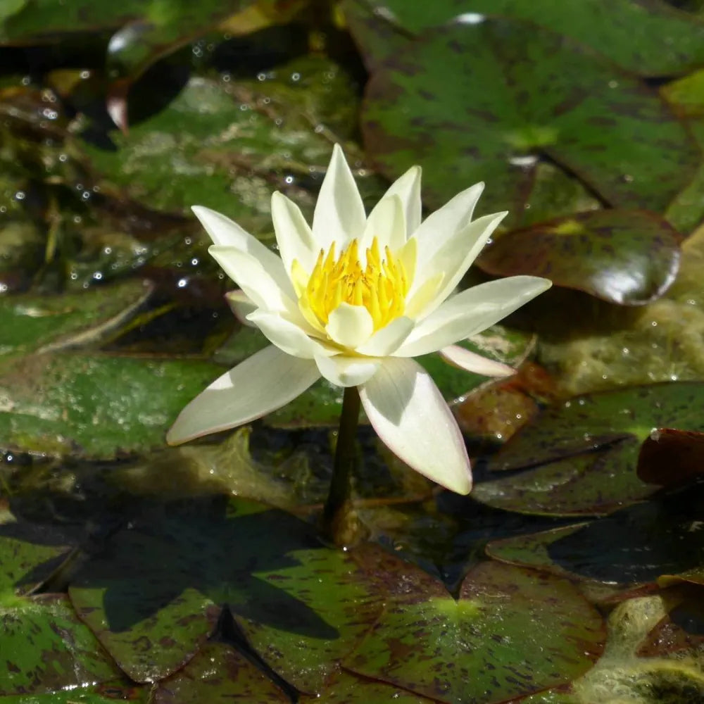 Nymphaea pygmaea ‘Helvola’ | Dwarf yellow water lily