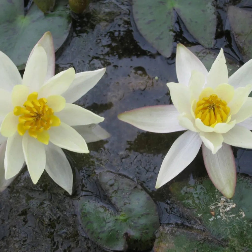 Nymphaea pygmaea ‘Helvola’ | Dwarf yellow water lily