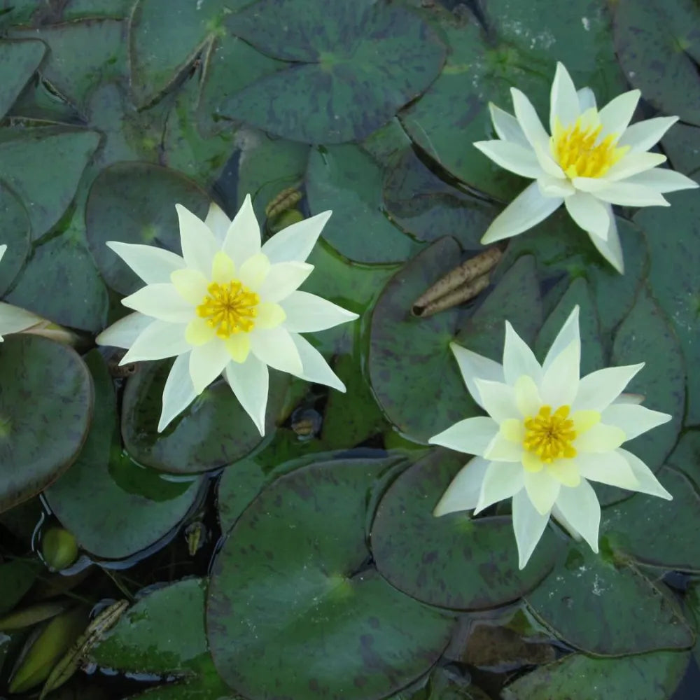Nymphaea pygmaea ‘Helvola’ | Dwarf yellow water lily