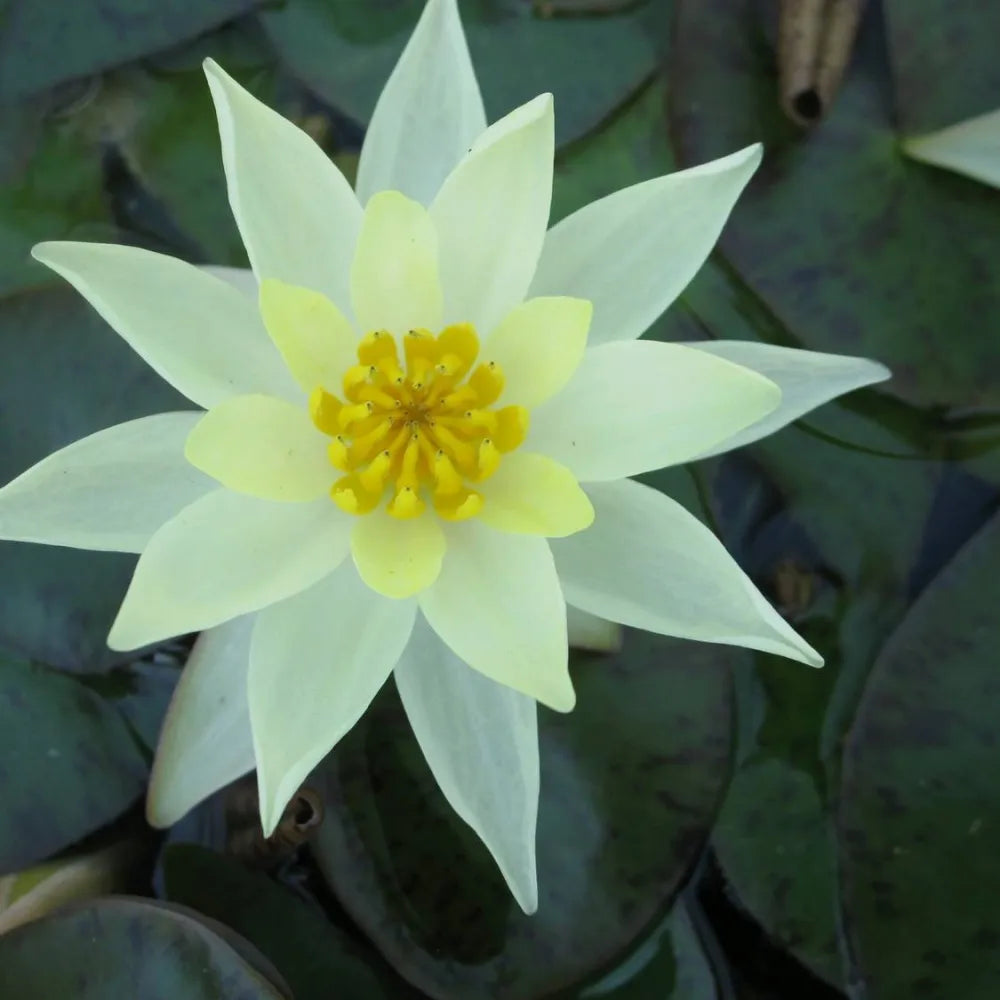 Nymphaea pygmaea ‘Helvola’ | Dwarf yellow water lily
