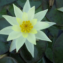 Nymphaea pygmaea ‘Helvola’ | Dwarf yellow water lily