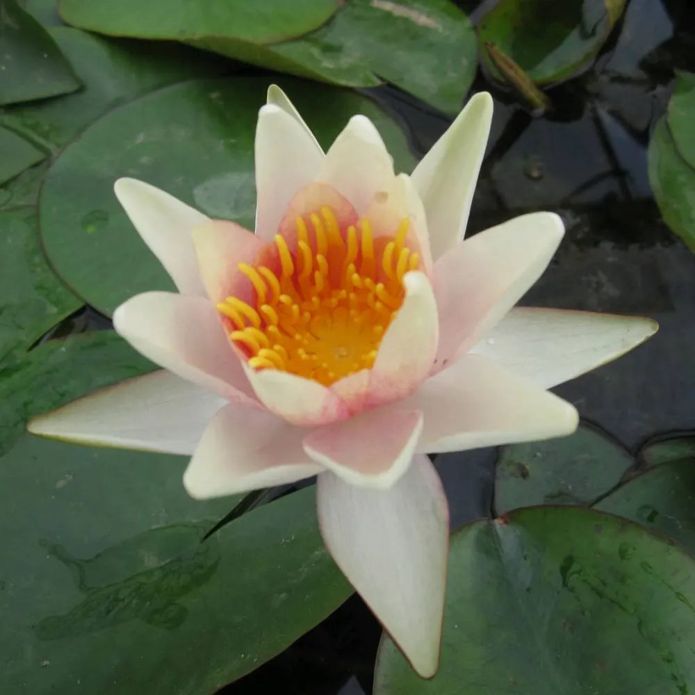 Nymphaea ‘Sioux’ | ‘Sioux’ water lily