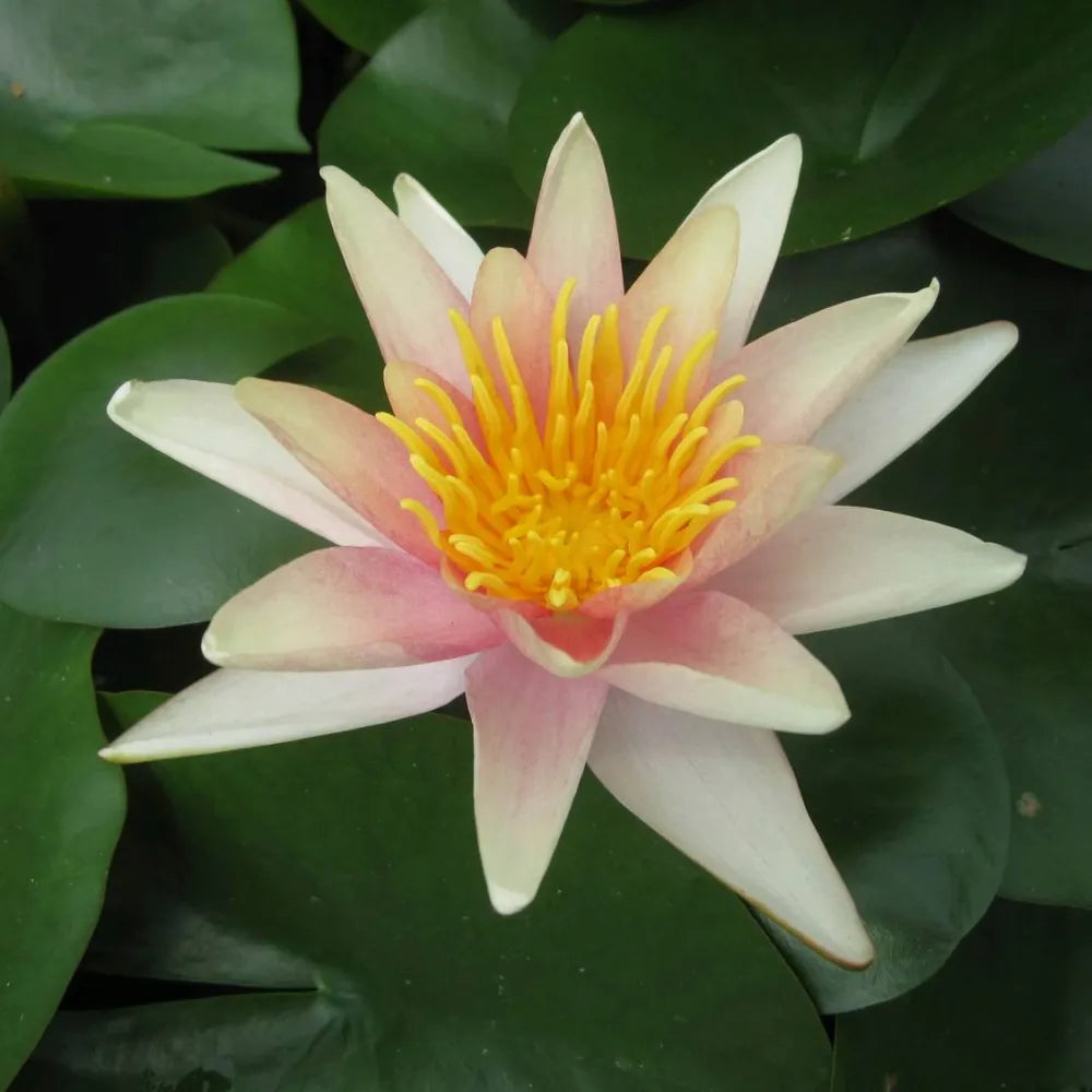 Nymphaea ‘Sioux’ | ‘Sioux’ water lily