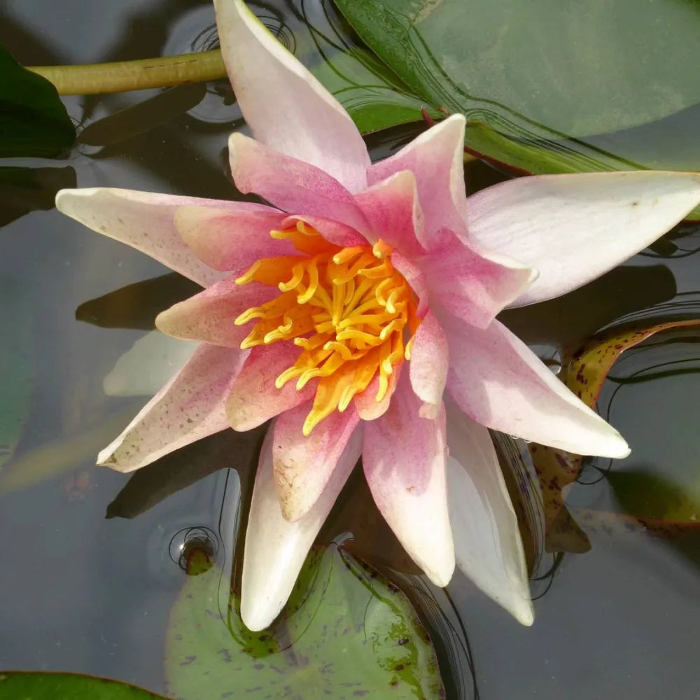 Nymphaea ‘Sioux’ | ‘Sioux’ water lily
