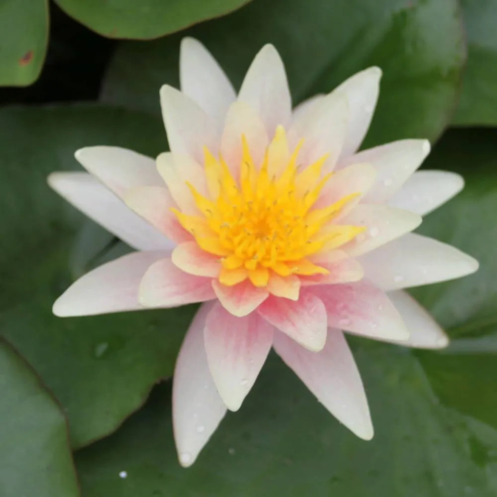 Nymphaea ‘Sioux’ | ‘Sioux’ water lily