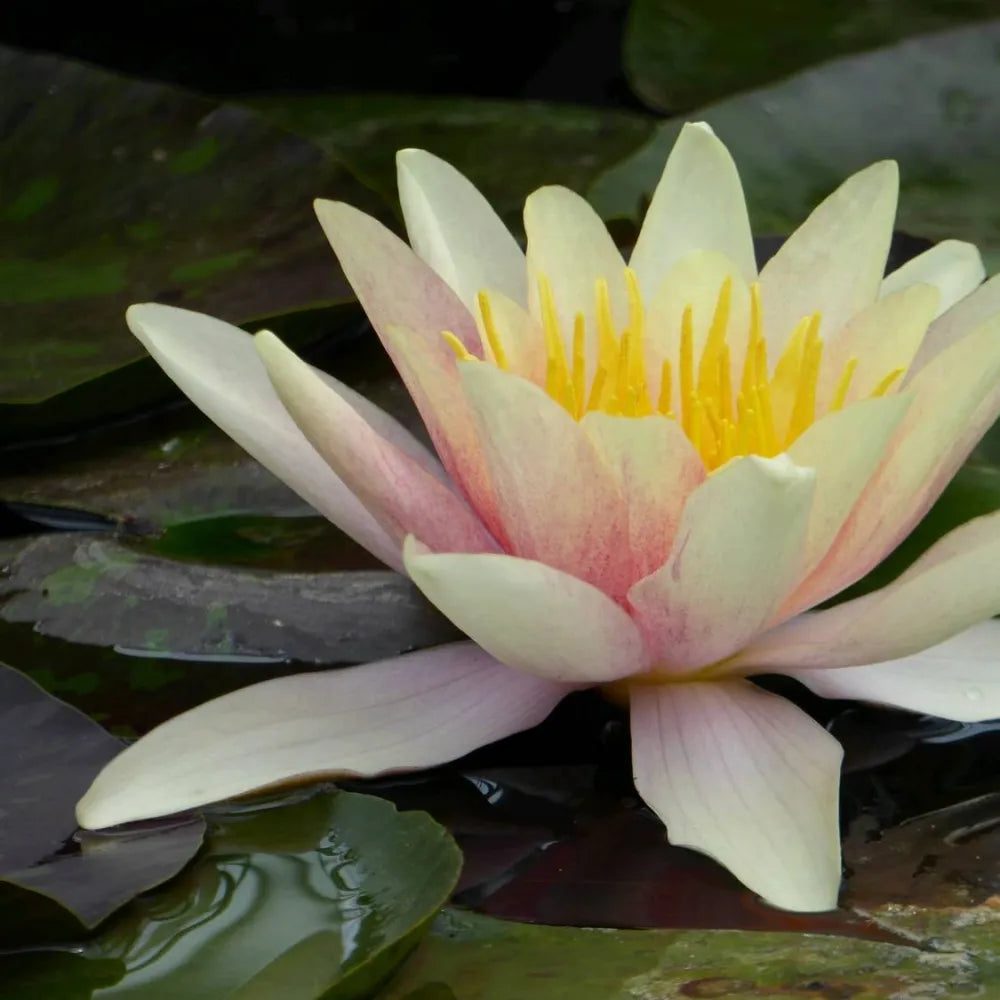 Nymphaea ‘Sioux’ | ‘Sioux’ water lily