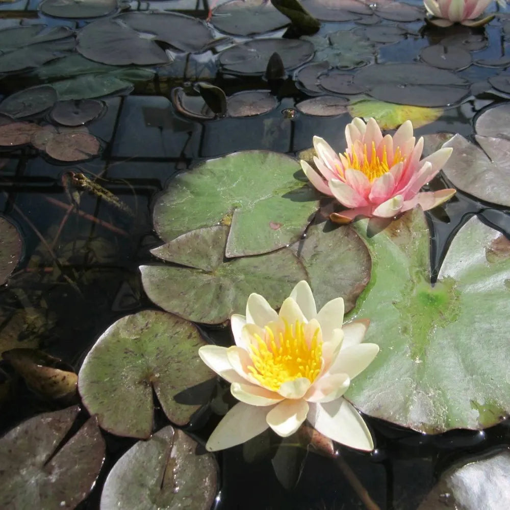 Nymphaea ‘Sioux’ | ‘Sioux’ water lily