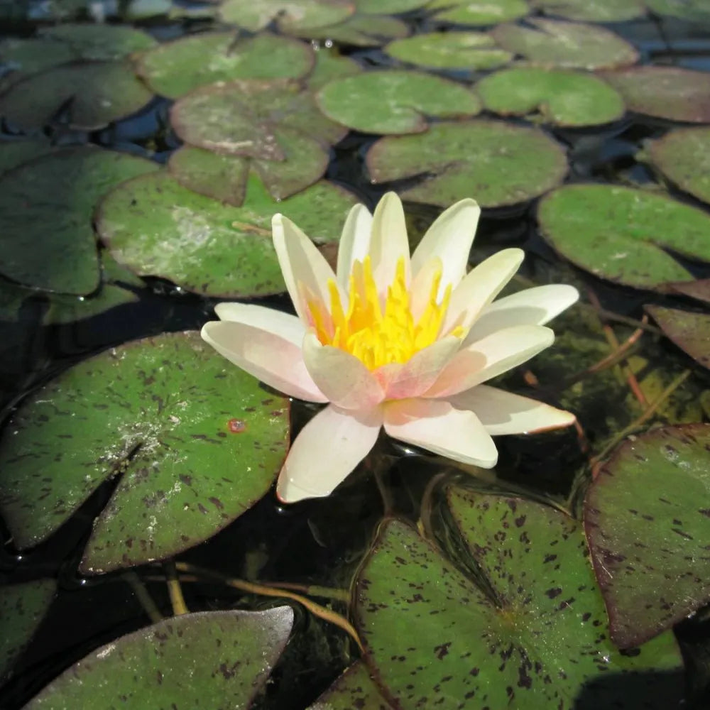 Nymphaea ‘Sioux’ | ‘Sioux’ water lily