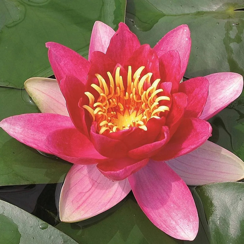 Nymphaea ‘Vesuve’ | ‘Vesuve’ water lily