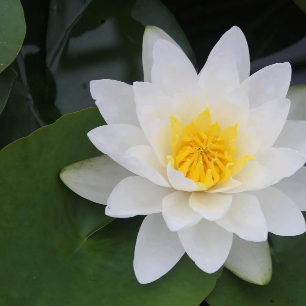 Nymphaea ‘Virginalis’ | ‘Virginalis’ water lily