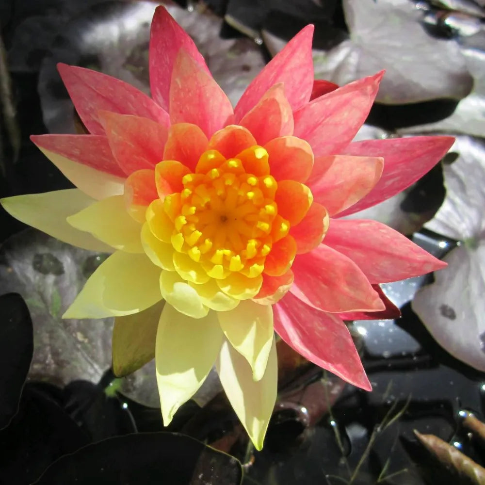 Nymphaea ‘Wanvisa’ | ‘Wanvisa’ water lily