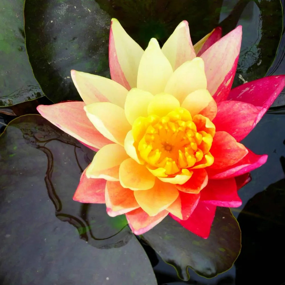 Nymphaea ‘Wanvisa’ | ‘Wanvisa’ water lily