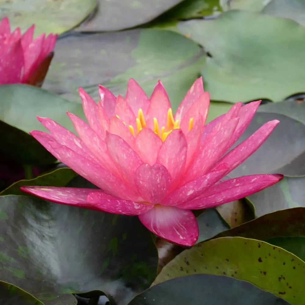Nymphaea ‘Wanvisa’ | ‘Wanvisa’ water lily – Woven Wood