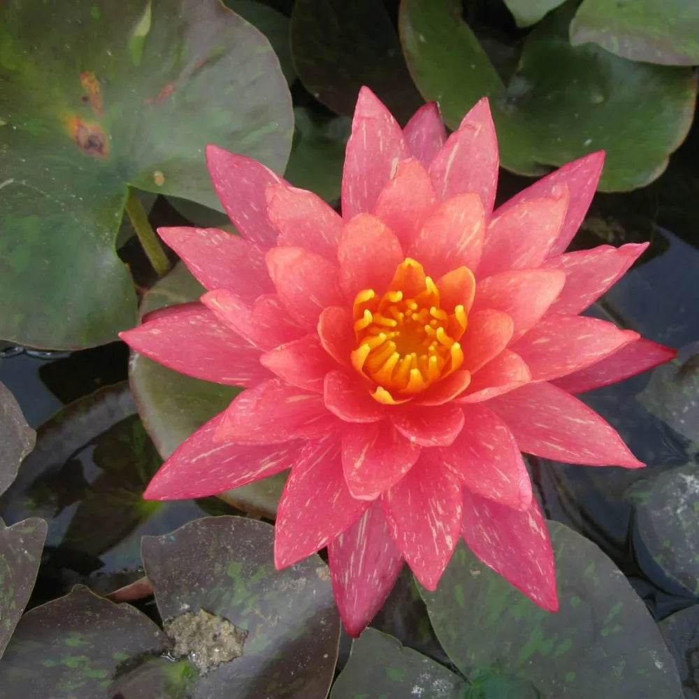 Nymphaea ‘Wanvisa’ | ‘Wanvisa’ water lily